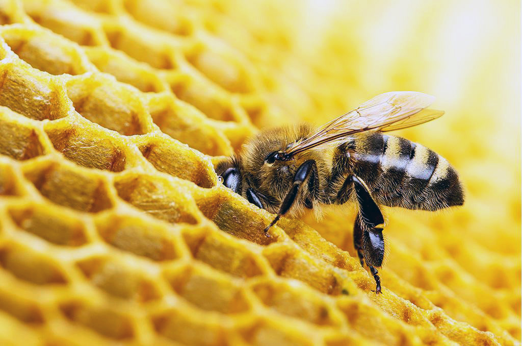 Descobertas revelam propriedades surpreendentes do pólen de abelha: uma potência natural promissora